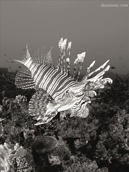 斐济群岛共和国