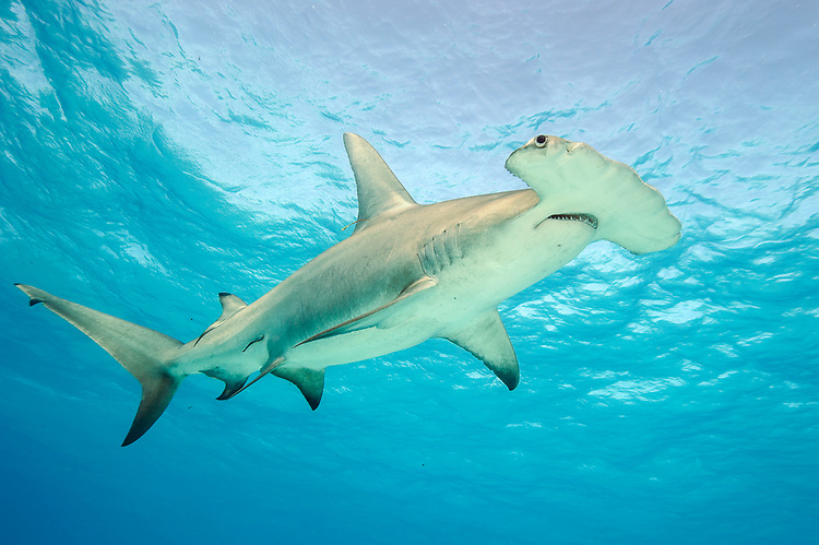 髻鲨(学名: i>sphyrna mokarran /i>)是双髻鲨科,双髻鲨属的一种鲨鱼