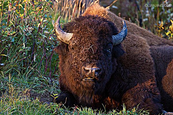  p>美洲森林野牛(学名: i>bison bison athabascae /i>)是 a href="#"