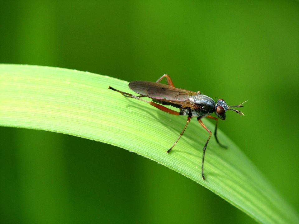  p>羊狂蝇(oestrus ovis)是 a href="#">节肢动物 /a>门(arthropoda)