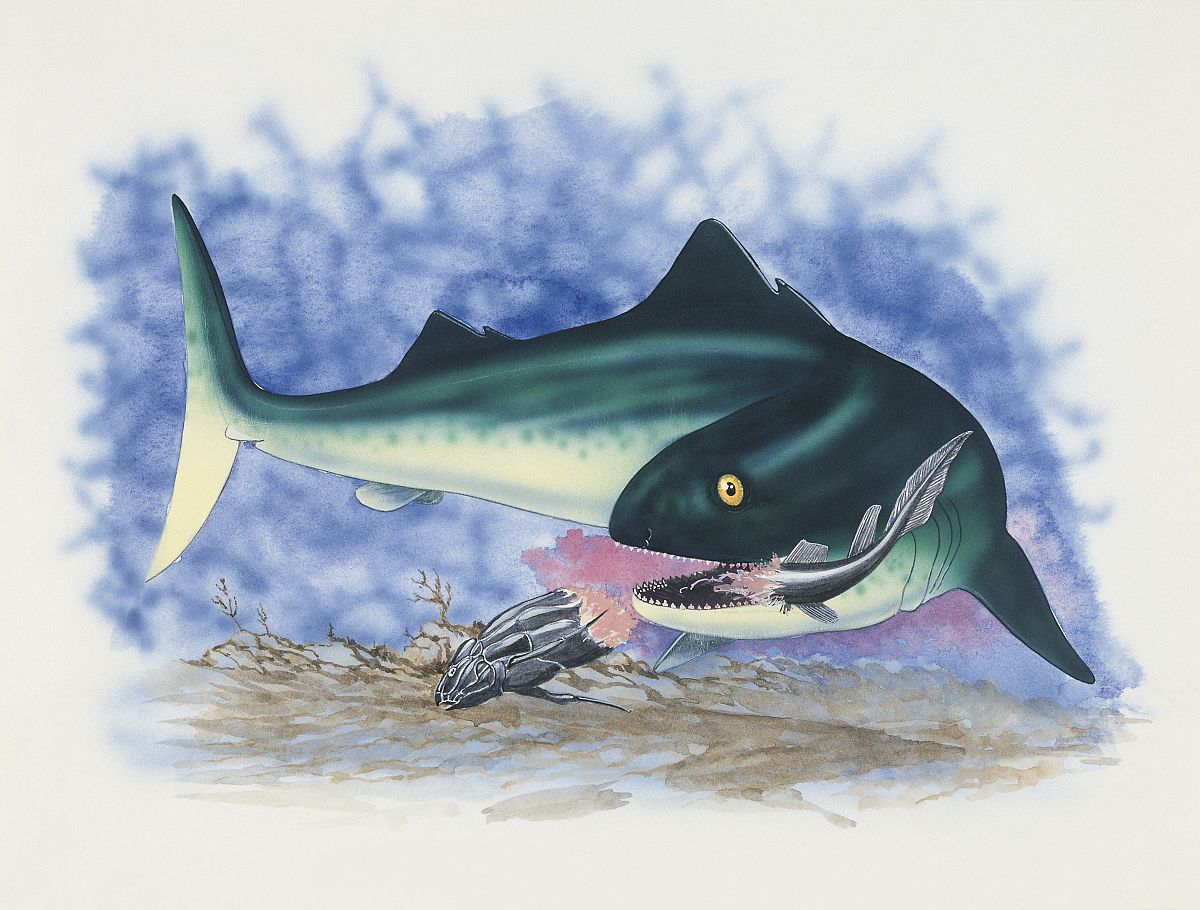  p>裂口鲨( a href="#" data-lemmaid="8074290">学名 /a> i>cladose