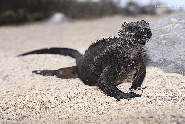  p>海鬣蜥(学名: i>amblyrhynchus cristatus /i>):是仅出没在 a href