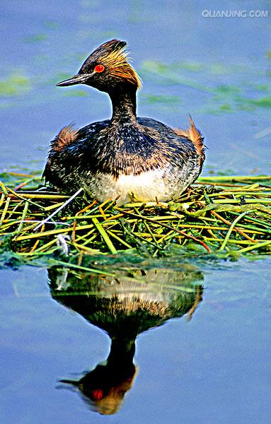  p>黑颈鸊鷉(pìtī)( a target="_blank" href="/item/学名/8074290"