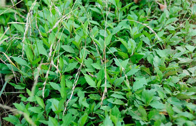  p data-id="gnrvjat9ie">马兰( i>aster indicus /i> l.