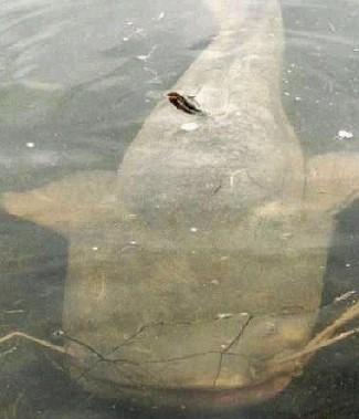  p>六须鲶鱼身长而无鳞,宽扁的鱼头上一张惊人的阔嘴,里面长满一排排