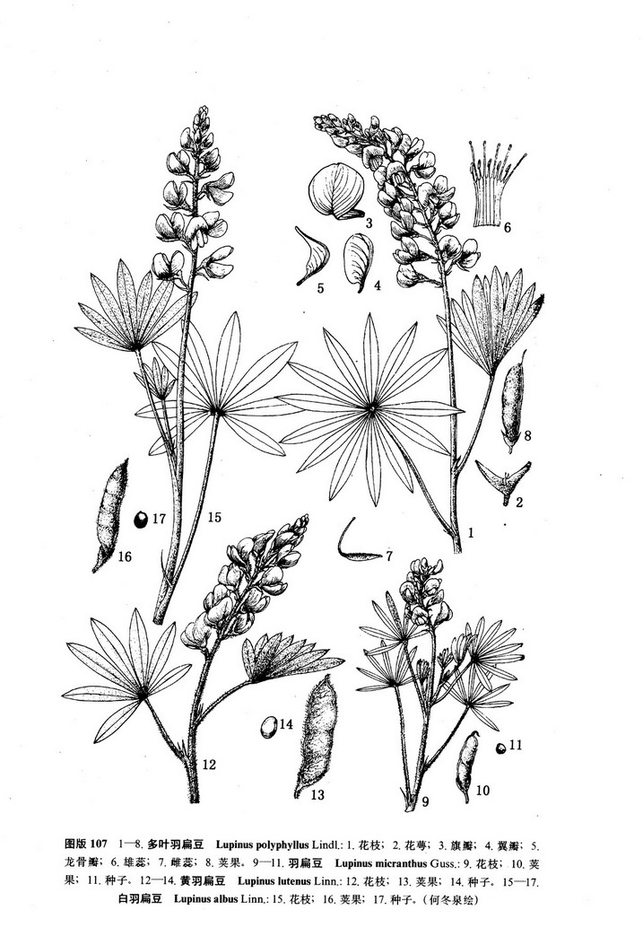  p>羽扇豆(学名: i>lupinus micranthus  /i>guss i>.
