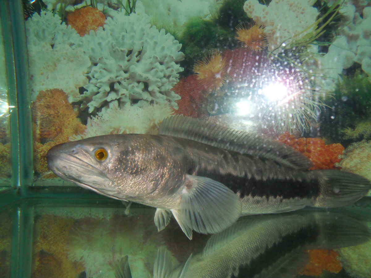  p>铅笔鱼,又名一线铅笔鱼.鱼身最长6.