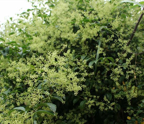 是紫金牛科,酸藤子属攀援灌木或藤本,长3-6米,有时达9米以上;枝条