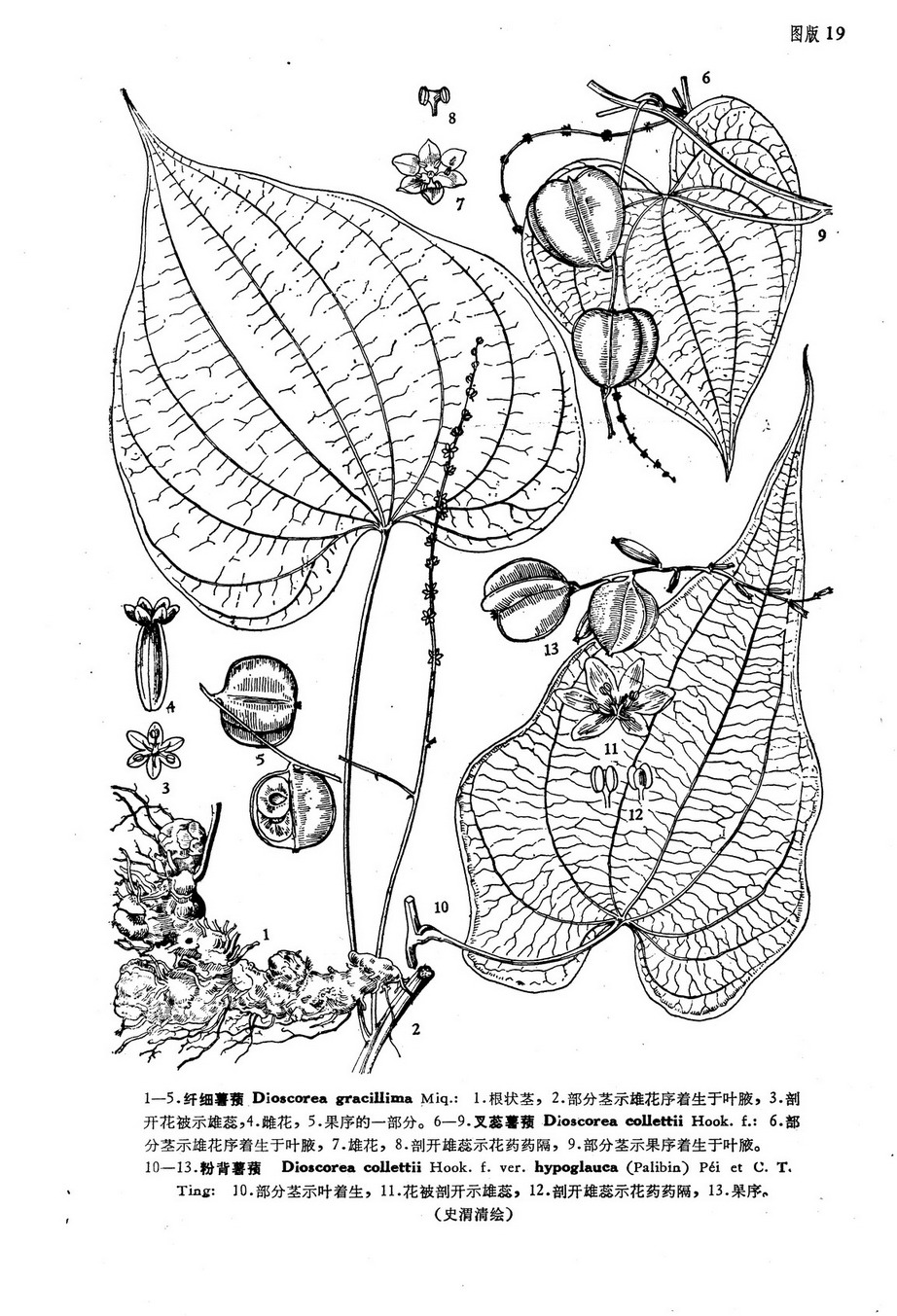  p>纤细薯蓣(学名:dioscorea gracillima miq),为 a target="_blank"