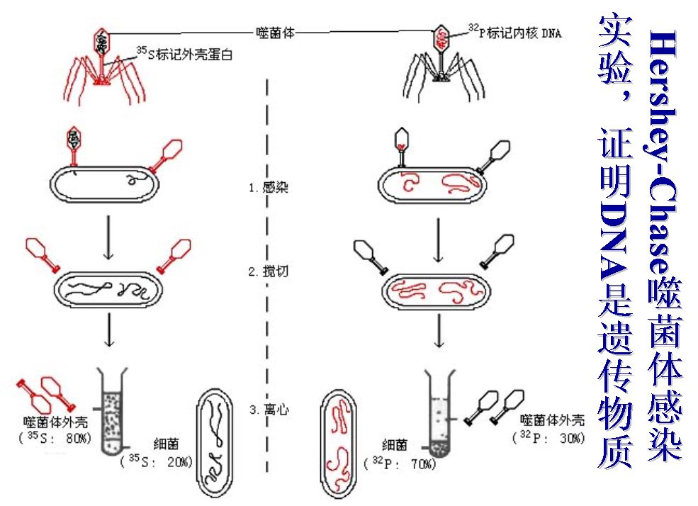 噬菌体必须在活菌内寄生,有严格的宿主特异性,其取决于噬菌体吸附器官