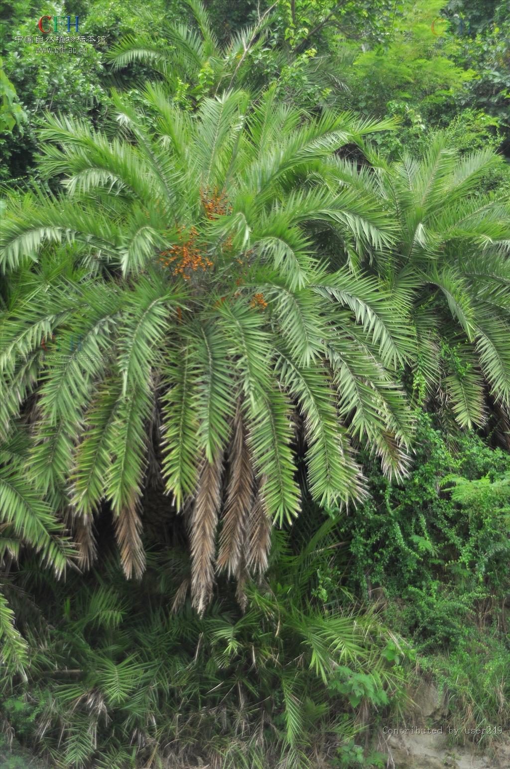 phoenix hanceana naud.