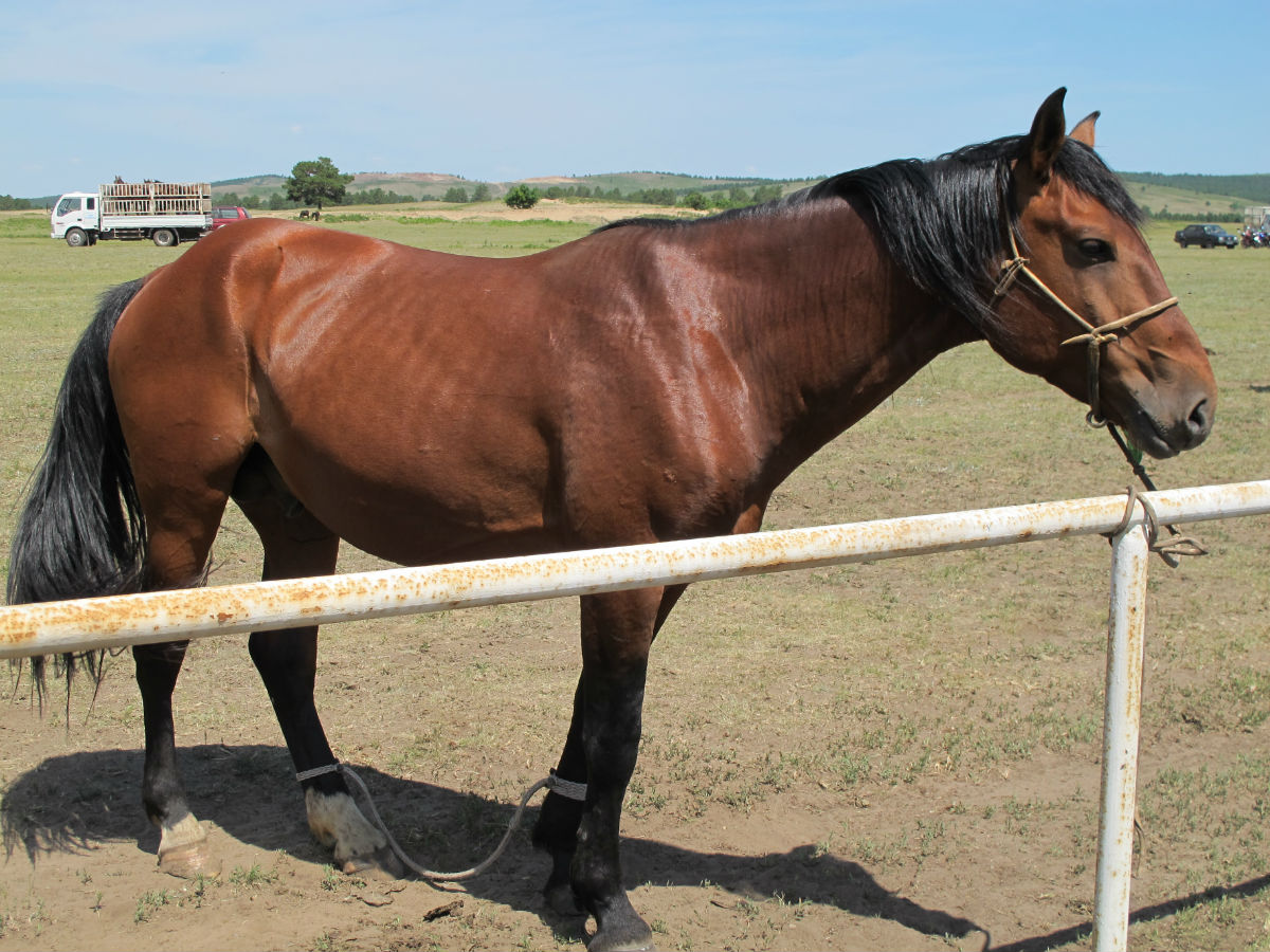  p data-id="gnbky30b92">三河马,中国内蒙古呼伦贝尔市海拉尔区特产