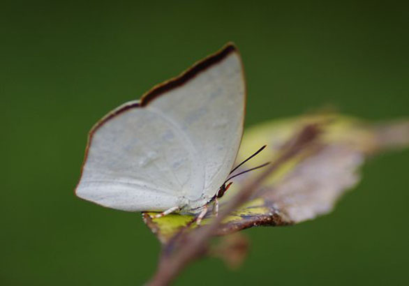  p>银灰蝶(学名:curetis acuta)是一种小型美丽的 a href="#">蝴蝶 /a