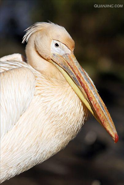  p>白鹈鹕(学名: i>pelecanus onocrotalus /i>),俗名又称 a target="