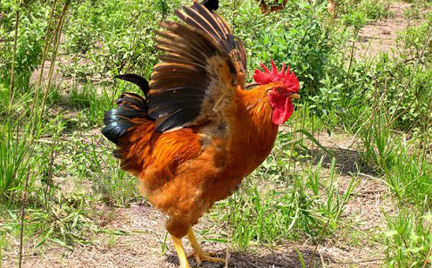  p>散养柴鸡蛋是一种珍贵的营养美食,其对人体的益处颇多,甚至还有