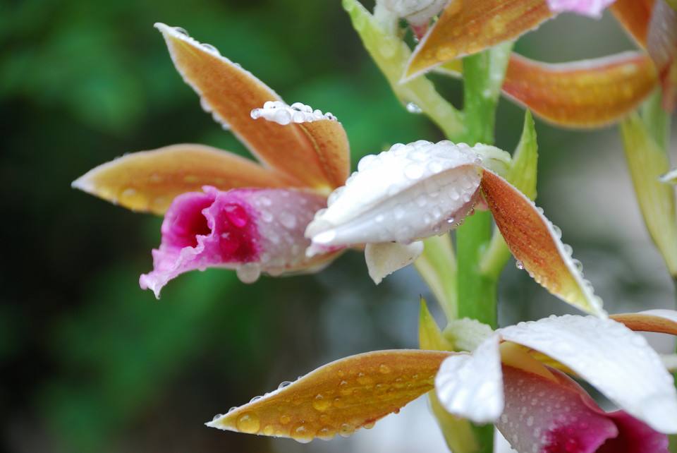  p>鹤顶兰属(学名:phaius lour.)是兰亚科下的一个属,地生草本.