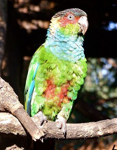  p>蓝喉锥尾鹦鹉(学名:pyrrhura cruentata)是典型的 a href="#">攀禽