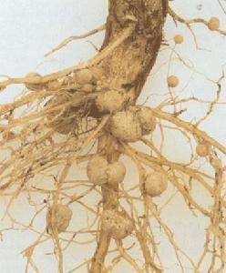 共生固氮微生物