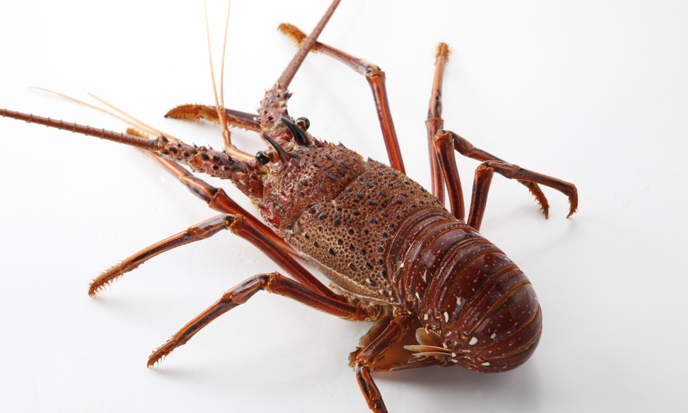  p>"澳洲龙虾"学名叫澳洲岩龙虾(australian spiny lobster).