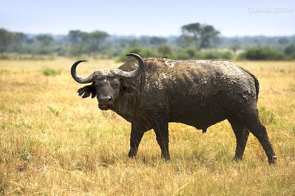 非洲水牛