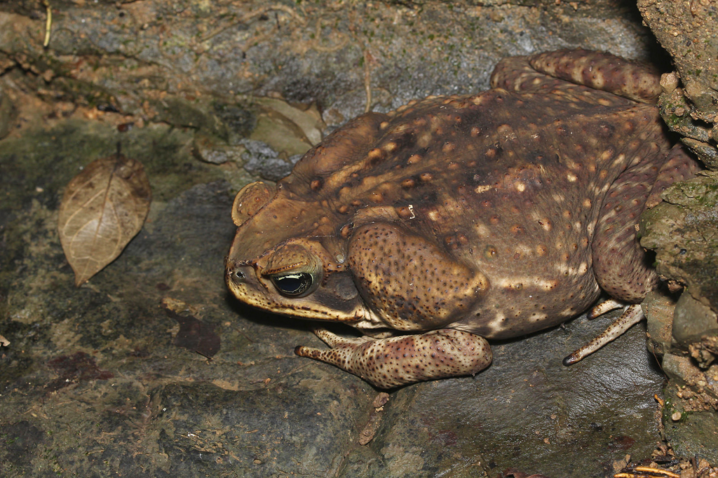  p>巨型海蟾蜍(学名: i>rhinella marina /i>):体长一般约150-175毫米