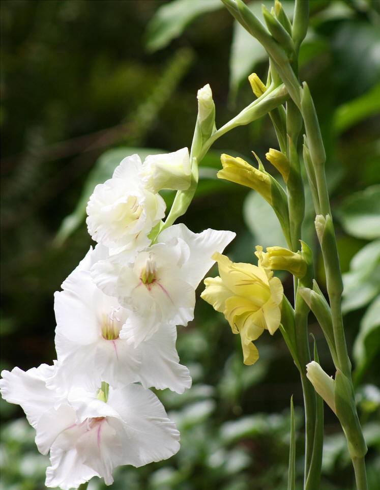  p>唐菖蒲属( a href="#" data-lemmaid="8074290">学名 /a>