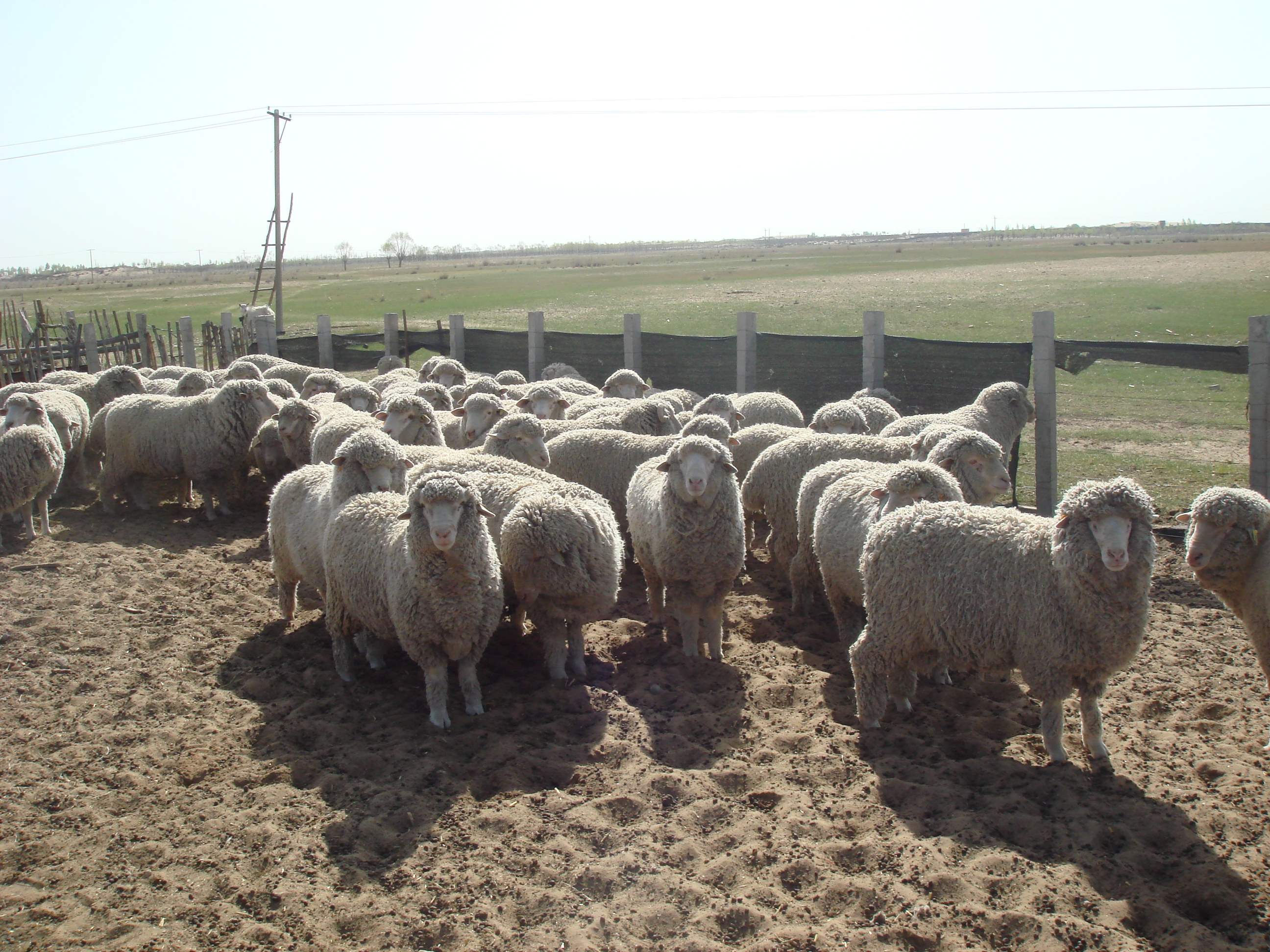 id="148941">西班牙 /a>美利奴羊传入美国,18世纪又相继传入瑞典,德国