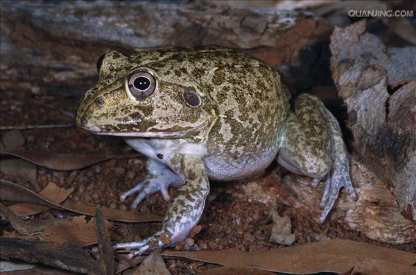  p>保水蛙,澳大利亚野生动物,为了在干旱季节存活下来,这种蛙掘洞藏入