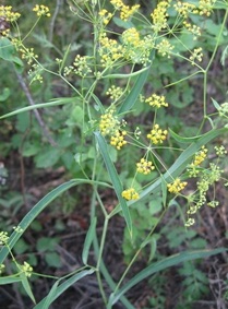  p>红柴胡( i>bupleurum scorzonerifolium /i> willd),又名狭叶柴胡