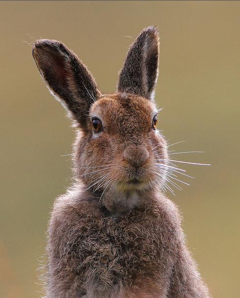  i>lepus timidus /i>),是寒带,亚寒带代表动物之一,是一类个体较大的
