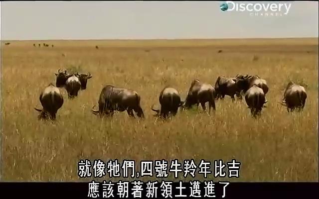  p>草原大迁徙是一部美国纪录片. /p>