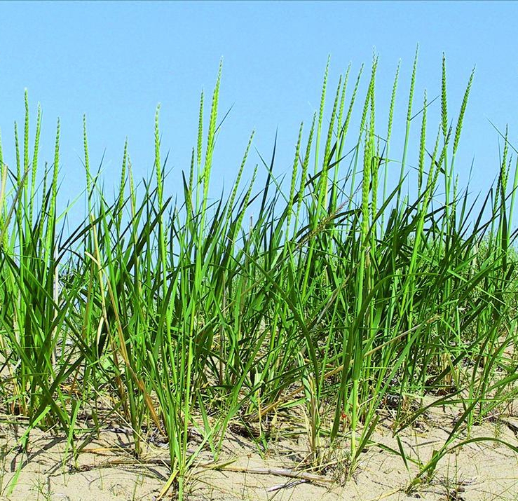  p>大赖草(学名: i>leymus racemosus  /i>(lam.) tzvel.