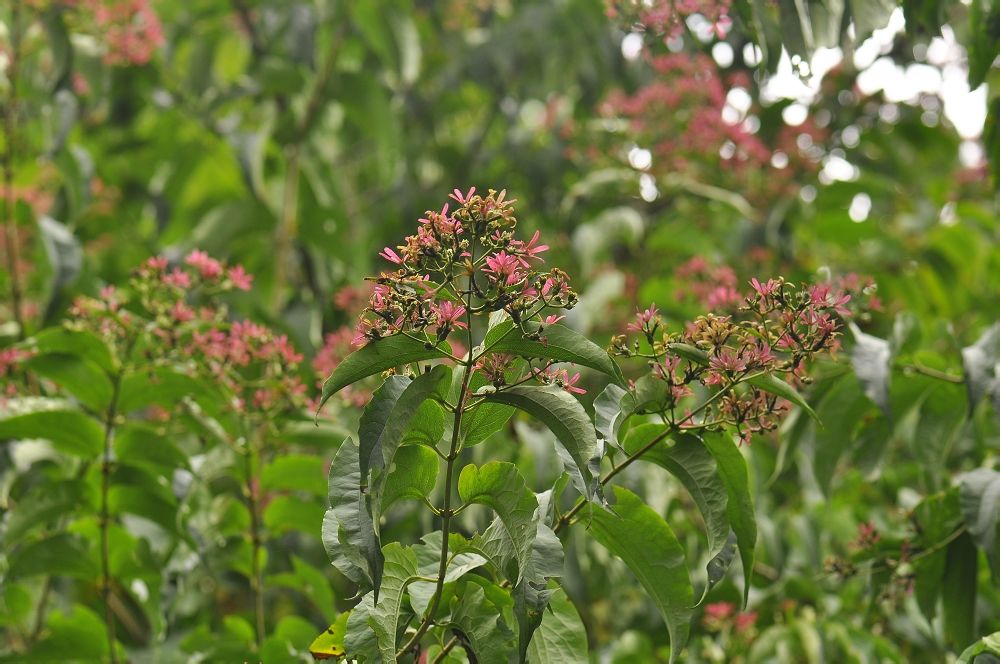  p>七子花(拉丁学名: i>heptacodium miconioides  /i>rehd i>.