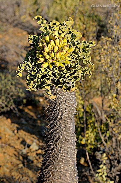 k8qqt">被子植物的花,有的是单朵花单生于枝的顶端或叶腋处,称单生花