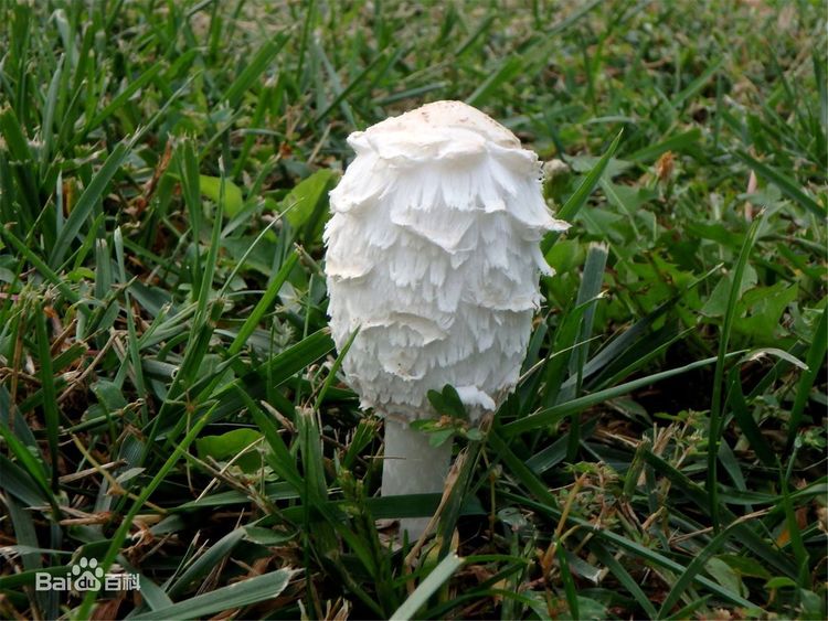  p>毛头鬼伞(学名: i>coprinus comatus /i>)是鬼伞科,鬼伞属 a