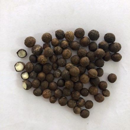 樟树子（樟科植物）_百度百科