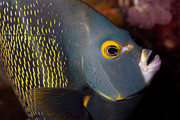  p>本科鱼类之所以叫棘蝶鱼科(又称盖刺蝶鱼科 , 俗称神仙鱼) , 就是