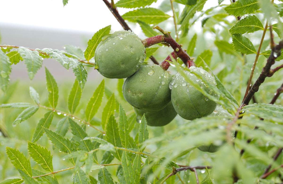 >xanthoceras sorbifolium /i> bunge),无患子科文冠果属的落叶小乔木