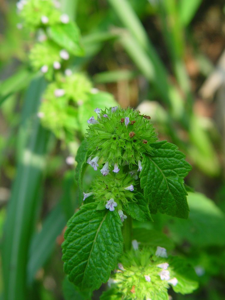  p>风轮菜属(学名:clinopodium)是唇形科下的一个属,多年生草本.