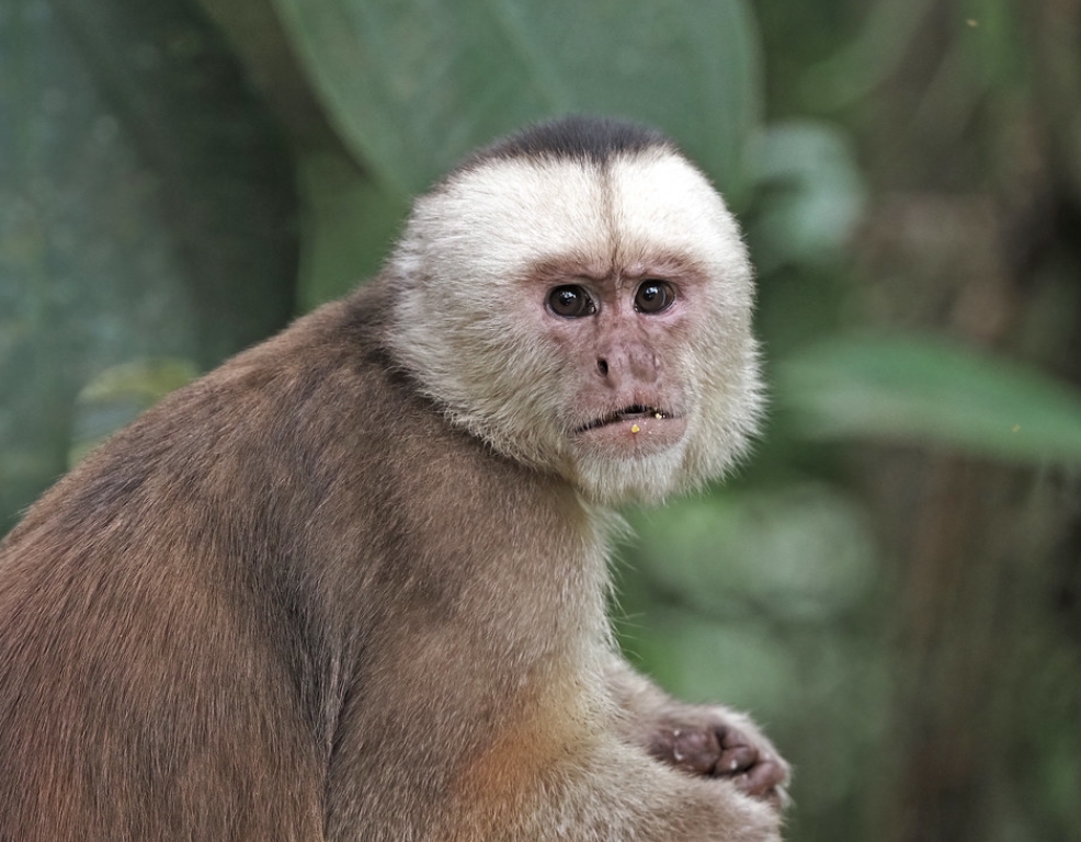  p>安第斯卷尾猴(学名: i>cebus yuracus /i>):是卷尾猴科,卷尾猴属的