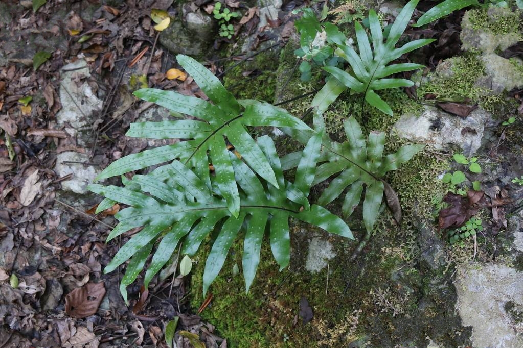 lu)是水龙骨科,瘤蕨属附生 a href="#" data-lemmaid="7638032">蕨类