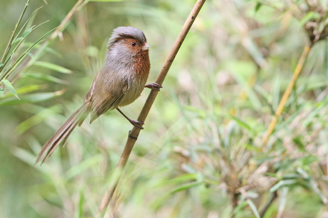 p>灰冠鸦雀(学名: i>sinosuthora przewalskii /i>)是莺科,鸦雀属