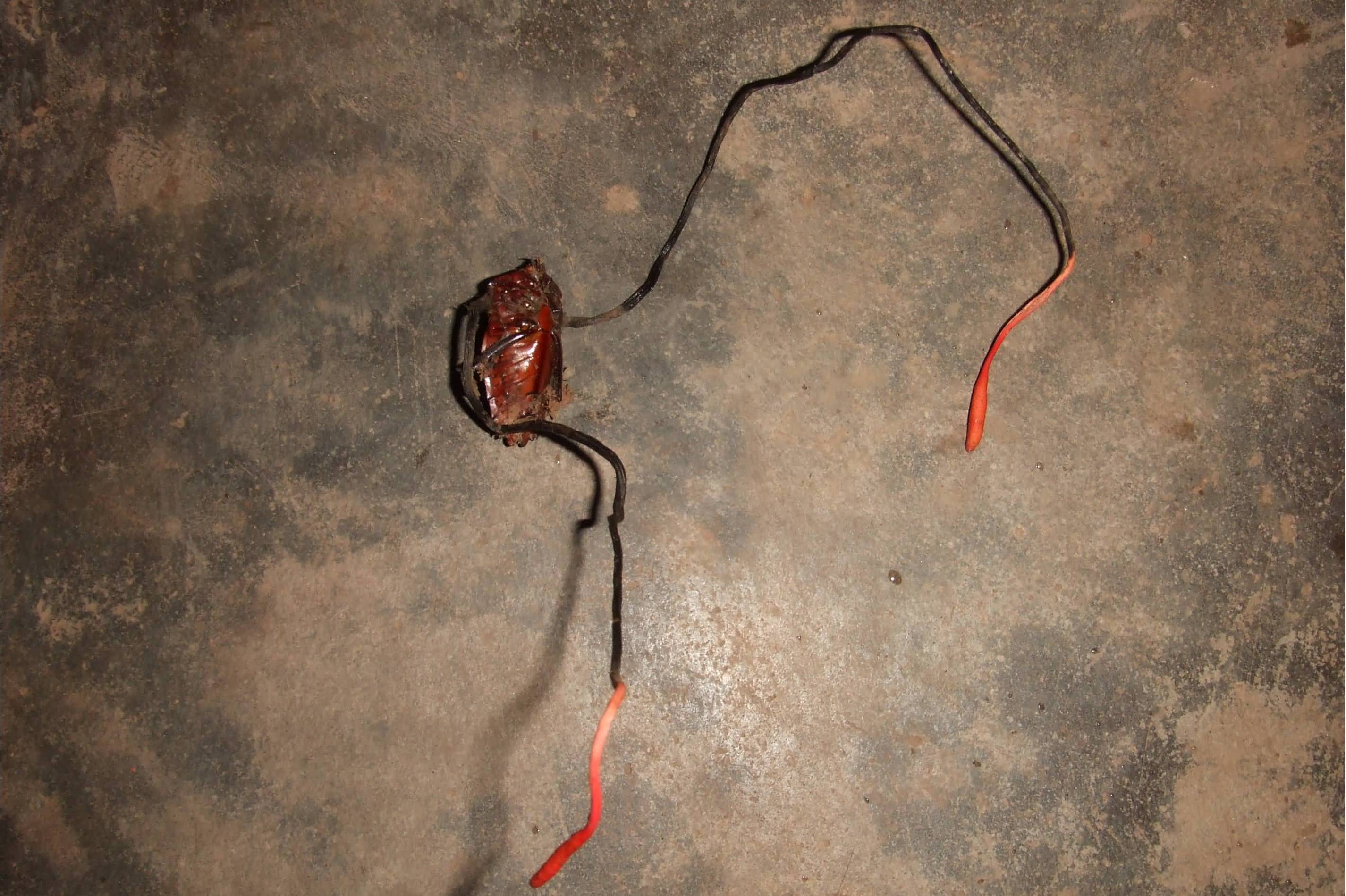 5-1mm,稍弯曲,黑色似铁丝,有光泽,硬,靠近头部及头部红色变橙色,老后