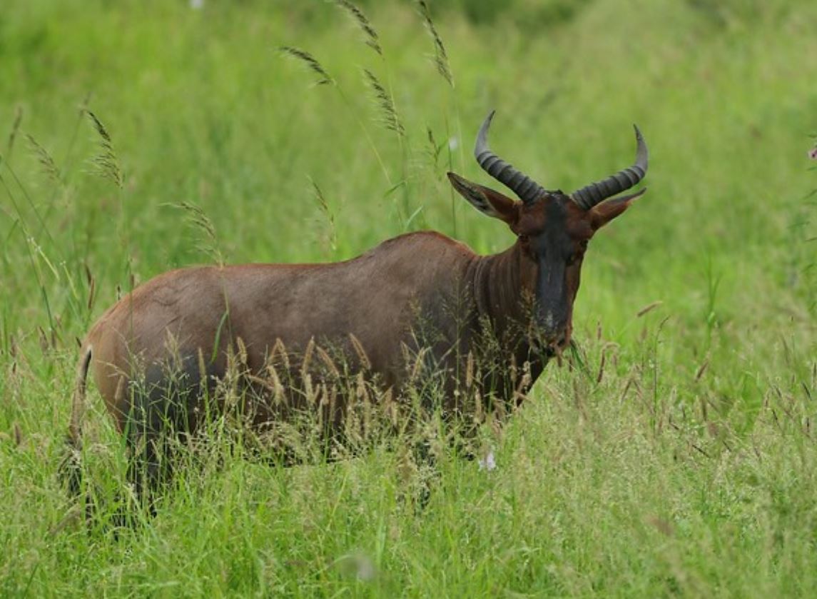  p>转角牛羚(学名: i>damaliscus lunatus /i> ):是哺乳纲,牛科的一种