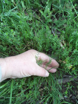 Catapodium rigidum_百度百科