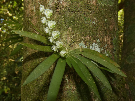 Ornithocephalus cochleariformis_百度百科