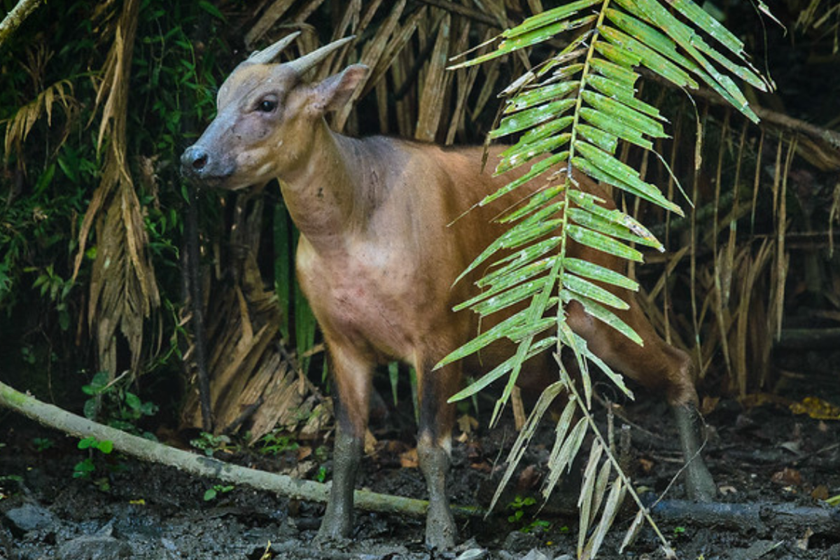 体形最小的种类,也称 a href="#" data-lemmaid="8802408">倭水牛 /a>