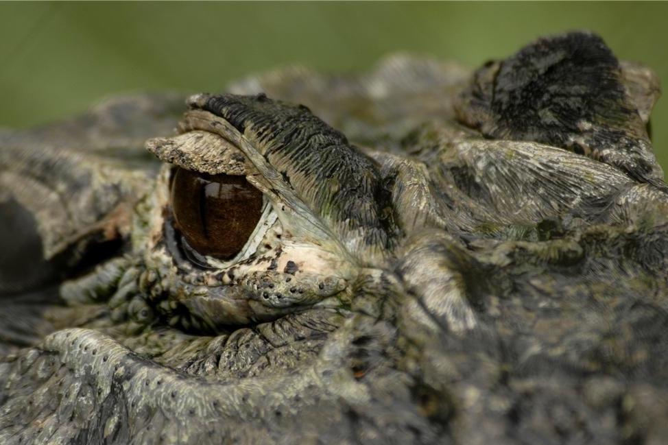 亚马逊莫拉氏鳄