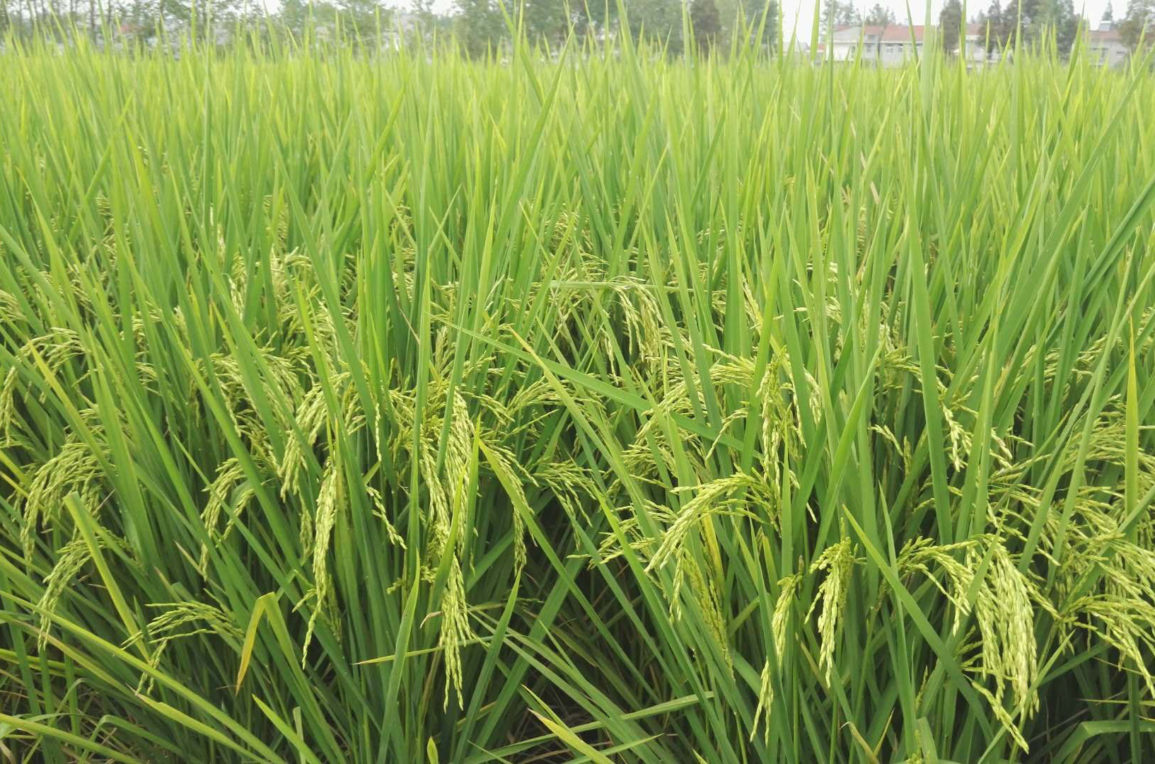  p>垦香优玉珍,籼型三系杂交水稻, a target="_blank" href="/item