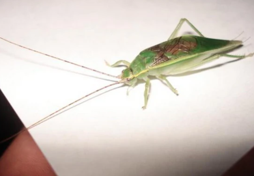  p>金钟即梨片蟋,是一种昆虫.金钟的体长为2-4厘米,身体如同梭形.